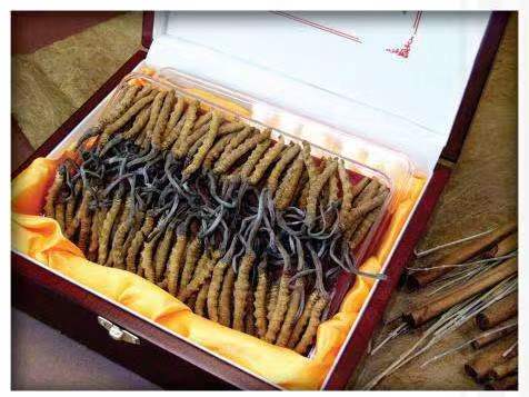 杜集冬虫夏草回收